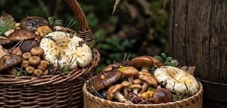Сбор грибов
